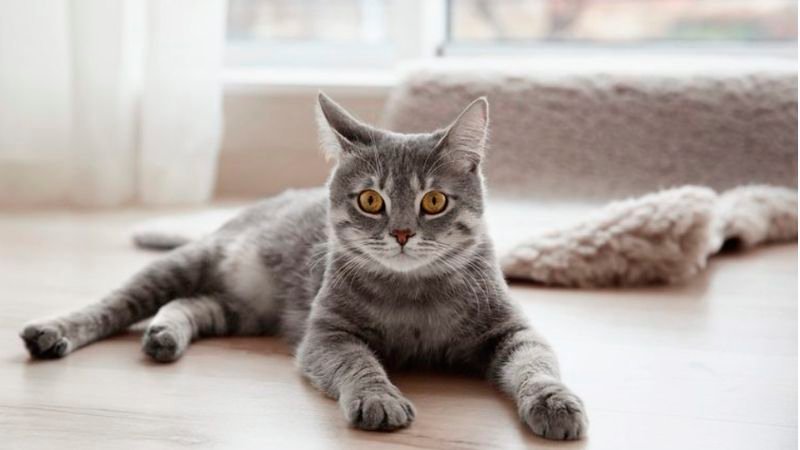 گربه نشسته|مزایا و معایب غذای خشک گربه