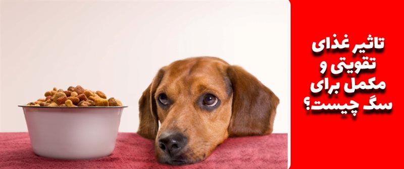 تاثیر غذای تقویتی و مکمل برای سگ