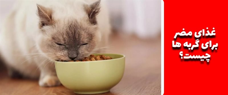 غذاهای مضر برای گربه ها