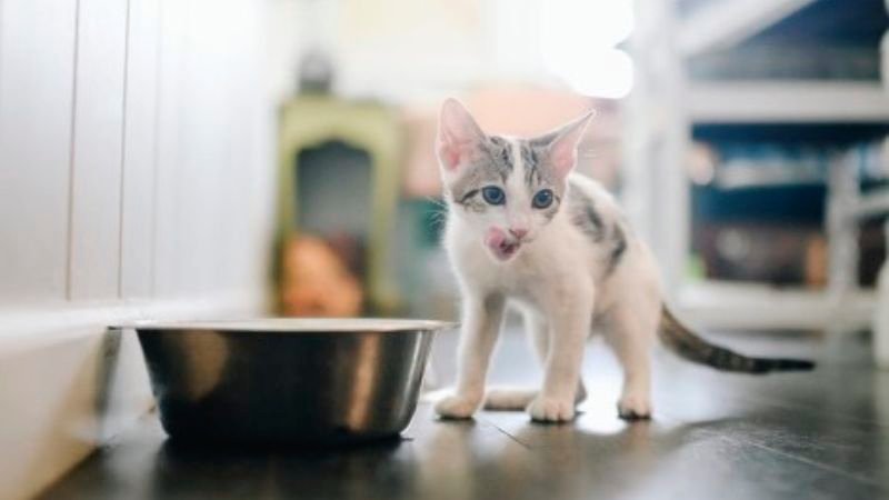 گربه سفید در کنار ظرف|مزایا و معایب غذای خشک گربه
