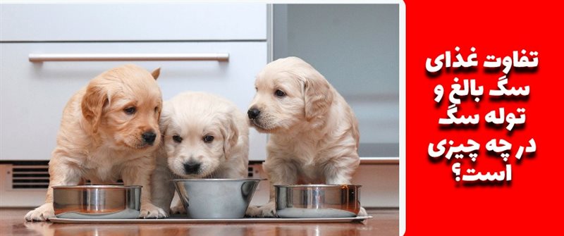 تفاوت غذای سگ بالغ و توله سگ