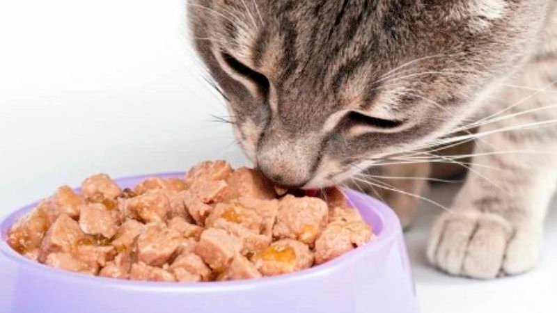 گربه در حال خوردن غذا|مزایا و معایب غذای خشک گربه