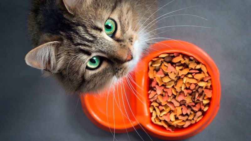 گربه در کنار ظرف غذا |مزایا و معایب غذای خشک گربه
