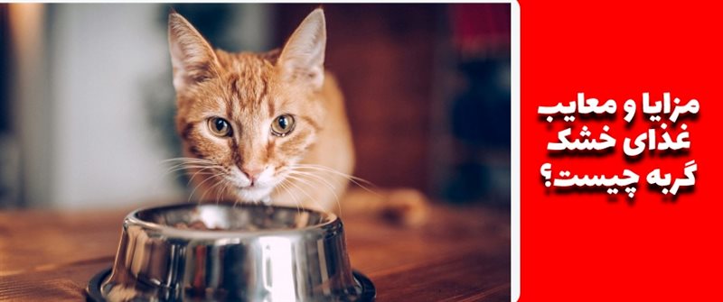مزایا و معایب غذای خشک گربه