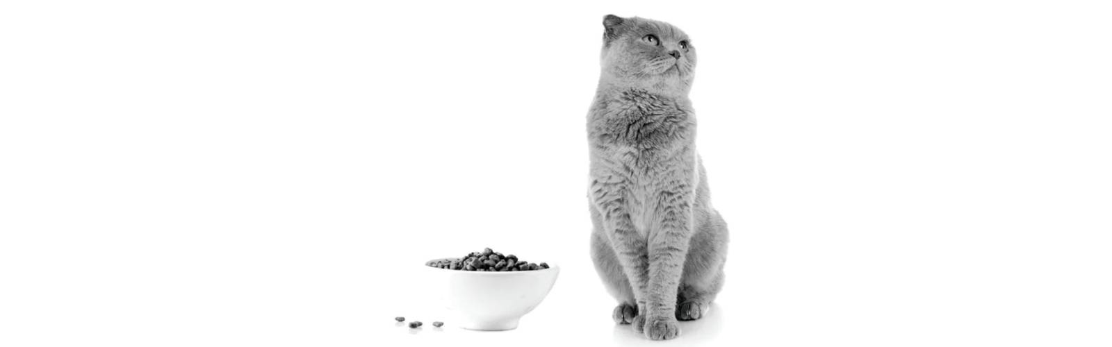 گربه در کنار غذایش|استرلایزد گربه | غذای گربه عقیم شده