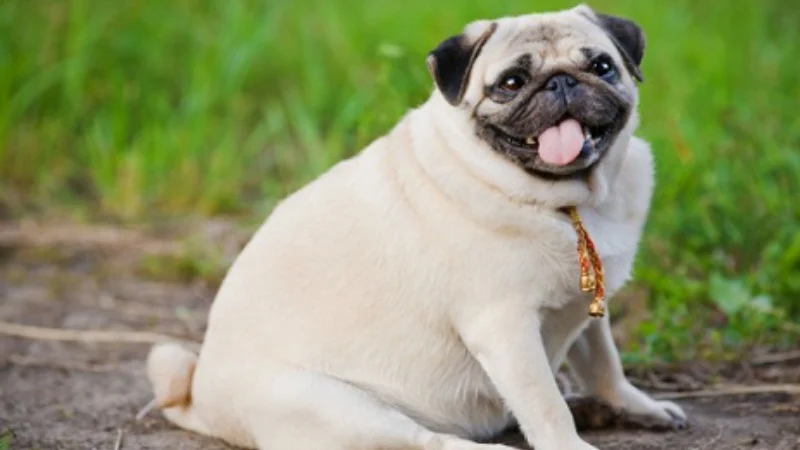 چاقی در سگ پاگ