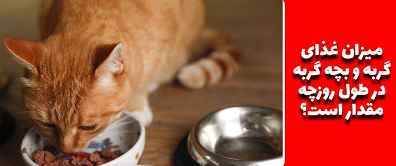 میزان غذای گربه