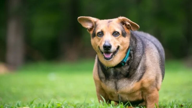 درمان چاقی سگ