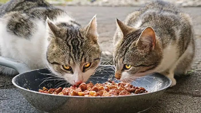 دو گربه در حال خوردن غذای تر