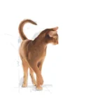 غذای خشک گربه رویال کنین آروما اکسیجنت ROYAL CANIN AROMA EXIGENT 10KG - Image 4