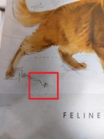 غذای خشک گربه رویال کنین مدل فیت ROYAL CANIN Regular FIT 32 2 KG( مخدوش) - Image 2