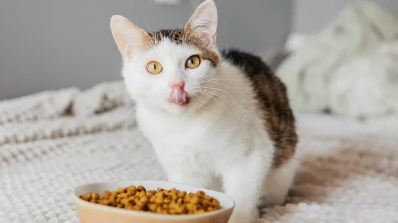 بهترین مارک غذای خشک گربه
