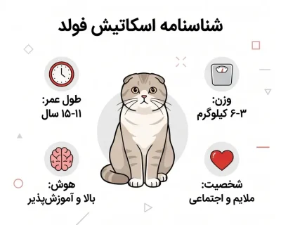 بررسی گربه اسکاتیش فولد و نحوه مراقبت و تغذیه شناسنامه اسکاتیش فولد