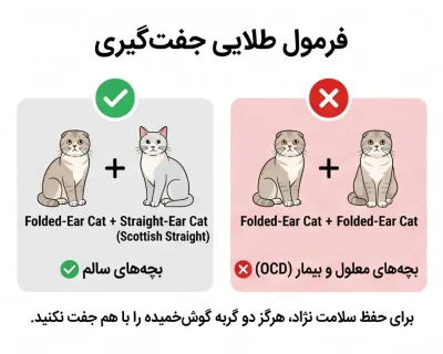 بررسی گربه اسکاتیش فولد و نحوه مراقبت و تغذیه فرمول طلایی جفت گیری برای گربه اسکاتیش فولد