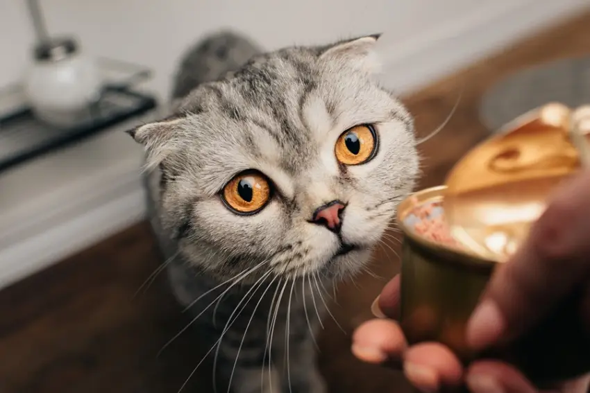 غذا برای گربه اسکاتیش 