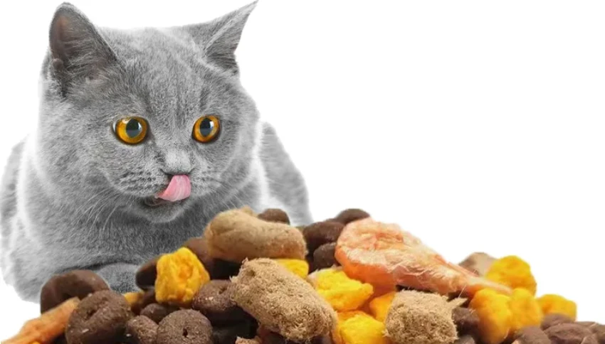 غذای گربه از چی درست میشه؟ + تحلیل ترکیبات ومواد افزودنی غذای گربه از چی درست میشه