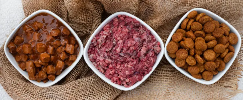 غذای سگ قفقازی