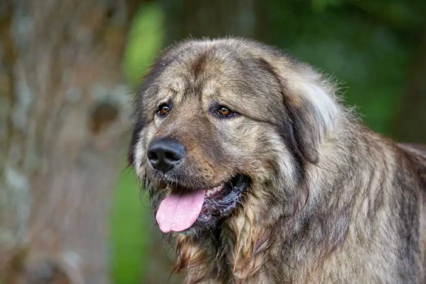 غذای سگ قفقازی