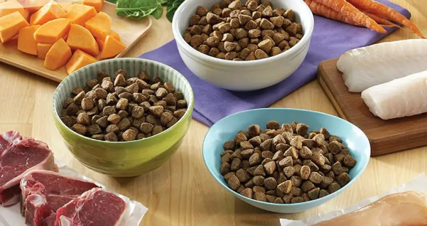 غذای سگ بعد از زایمان