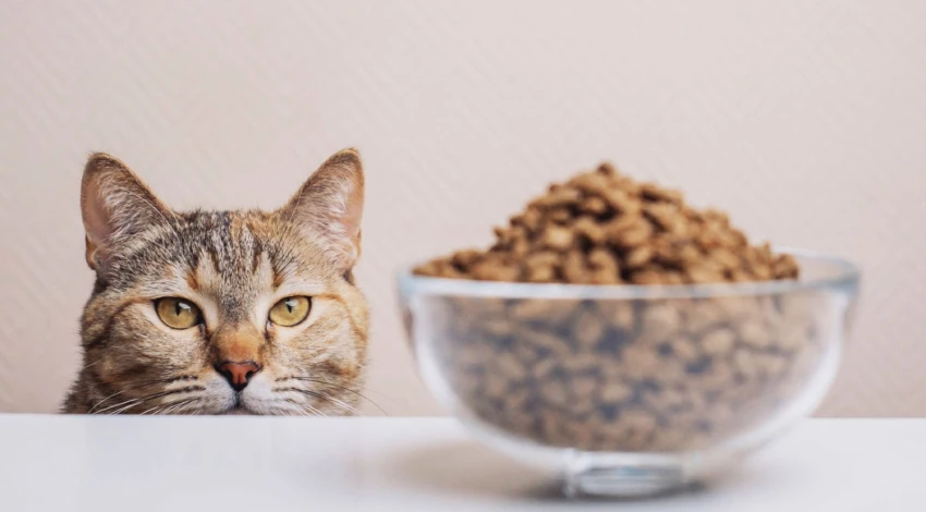 غذای گربه از چی درست میشه؟ + تحلیل ترکیبات ومواد افزودنی غذای خشک گربه از چی درست میشه