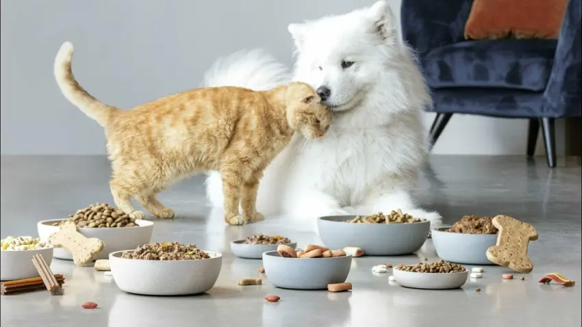 غذای خشک یا تر برای گربه ؟ مزایا + معایب هر یک برای گربه غذای خشک یا تر برای گربه