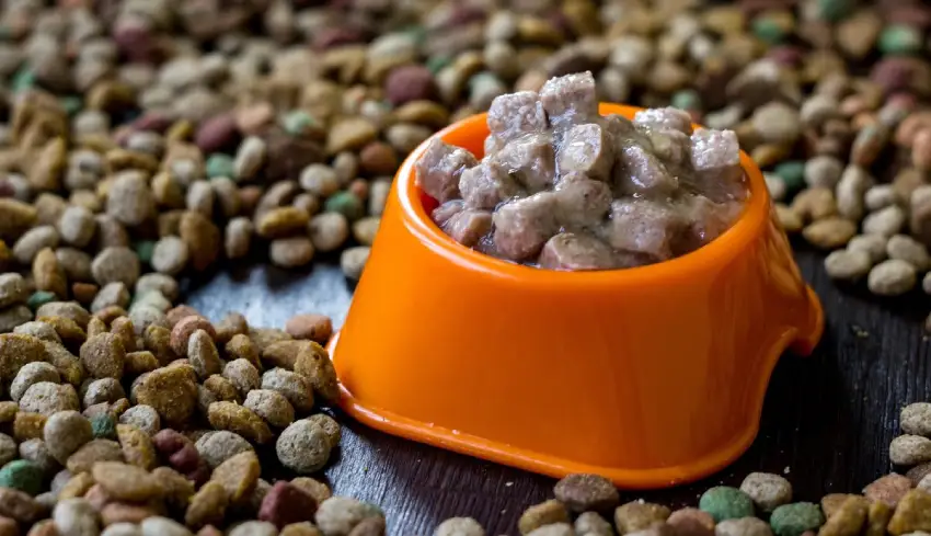 غذای خشک یا تر برای گربه ؟ مزایا + معایب هر یک برای گربه مزایا غذای خشک یا تر برای گربه