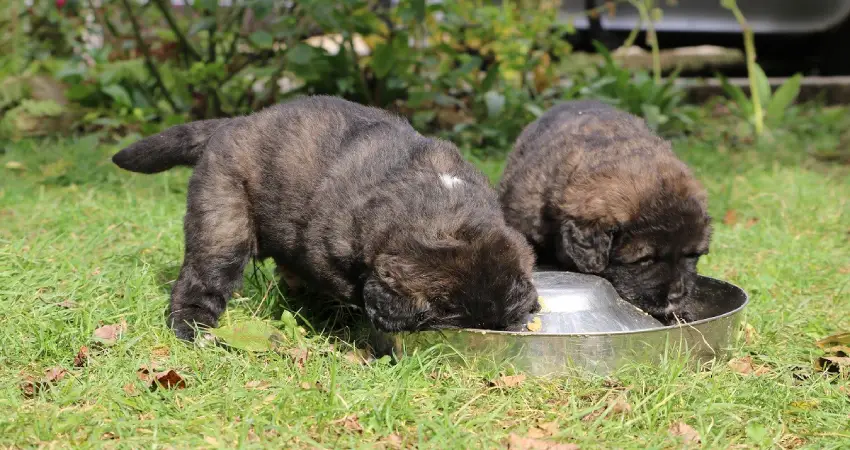 غذای سگ قفقازی