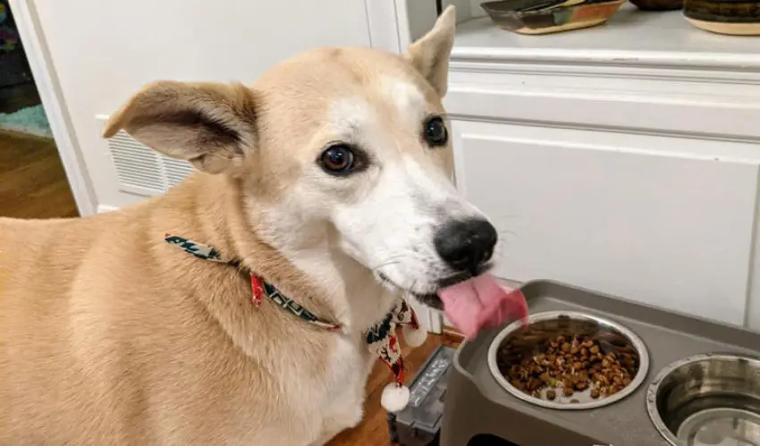 چه غذای سگ را هار میکند