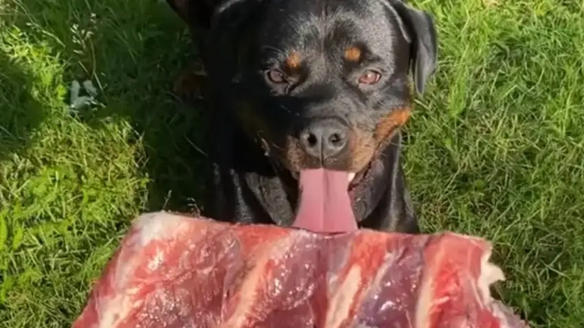 غذای توله سگ روتوایلر