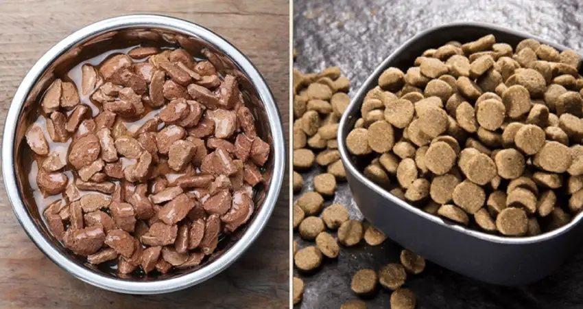 غذای خشک یا تر برای گربه