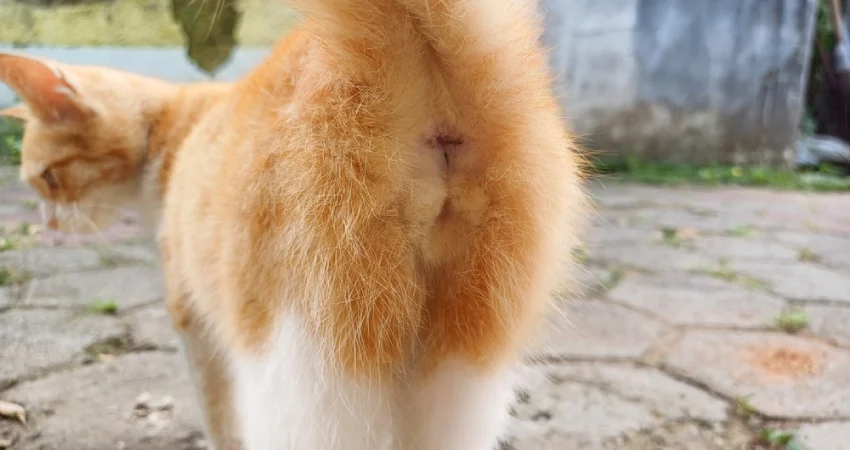 کیسه مقعدی گربه