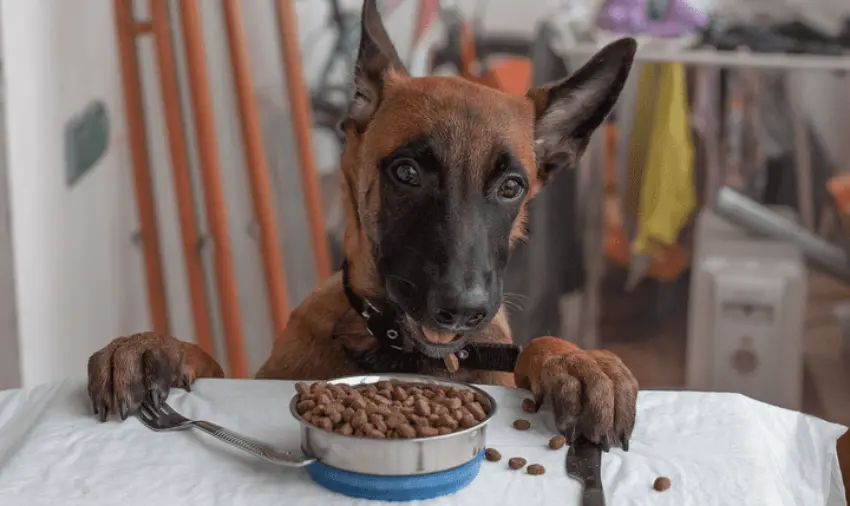 غذای سگ مالینویز | راهنمای کامل تغذیه از تولگی تا بزرگسالی غذای سگ مالینویز