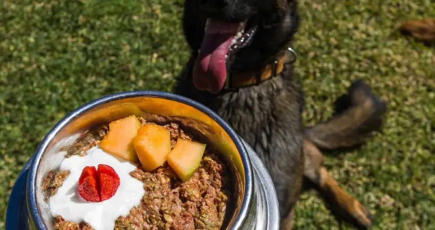 غذای سگ مالینویز