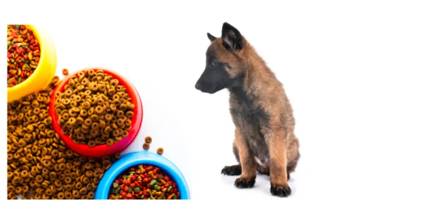 غذای سگ مالینویز | راهنمای کامل تغذیه از تولگی تا بزرگسالی غذای توله سگ مالینویز