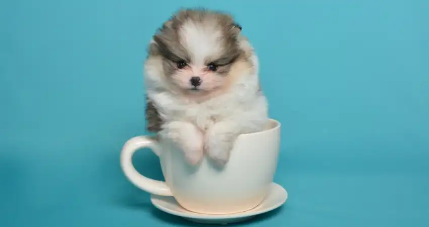 غذای سگ جیبی