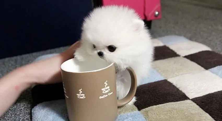 غذای سگ فنجونی + معرفی برندها، مقدار مصرف و دستور غذای خانگی غذای سگ فنجونی