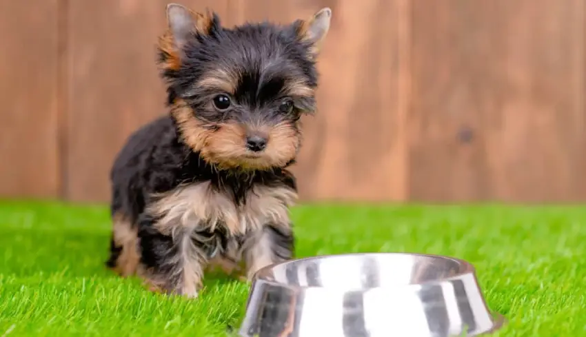 غذای سگ فنجونی + معرفی برندها، مقدار مصرف و دستور غذای خانگی غذای سگ فنجونی