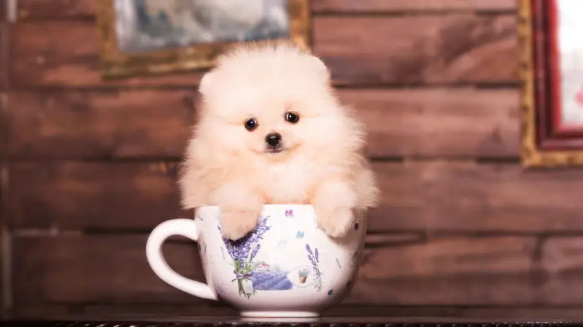 غذای سگ فنجونی + معرفی برندها، مقدار مصرف و دستور غذای خانگی غذای سگ جیبی