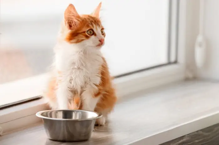 علت غذا نخوردن گربه چیست؟ (درمان خانگی بی اشتهایی گربه) علت غذا نخوردن گربه و استرس گربه