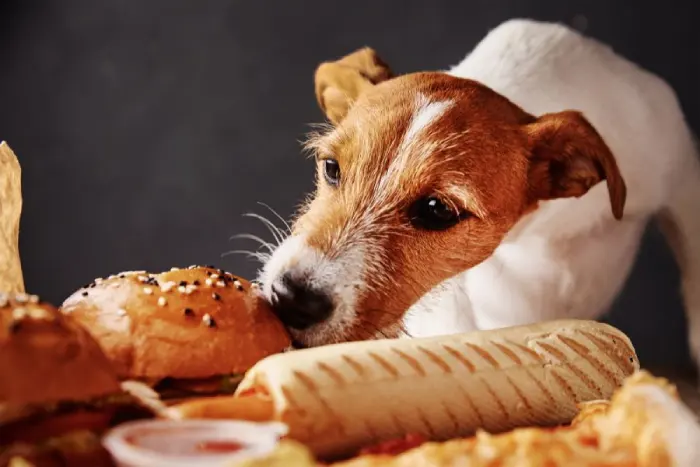 غذاهای ممنوعه برای سگ (معرفی 30 غذای مضر و خطرناک) خمیر نان جزو غذاهای ممنوعه برای سگ