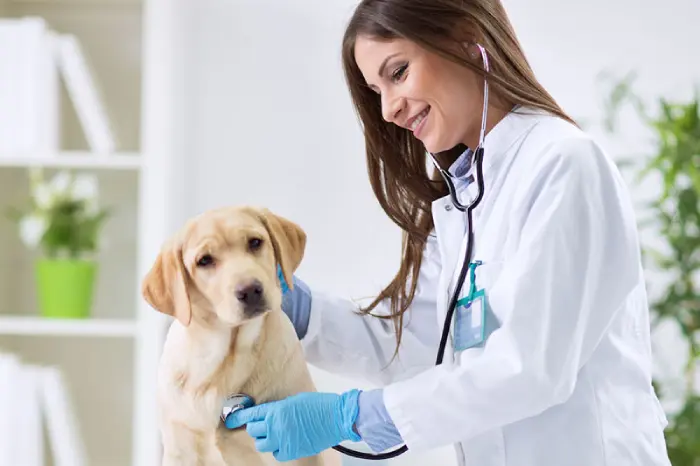 غذاهای ممنوعه برای سگ (معرفی 30 غذای مضر و خطرناک) غذای ممنوعه برای سگ و مراجعه به دامپزشک