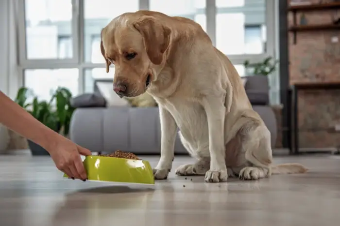 علت غذا نخوردن سگ و بی اشتهایی او + روش های درمان خانگی علت غذا نخوردن سگ