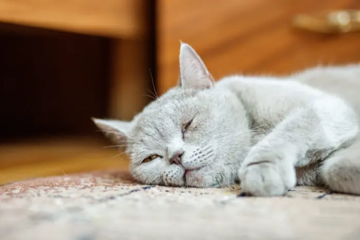 علت غذا نخوردن گربه چیست؟ (درمان خانگی بی اشتهایی گربه) علائم غذا نخوردن گربه