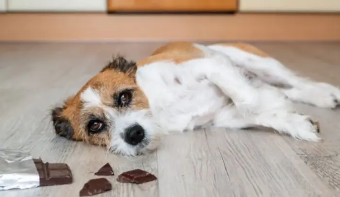 غذاهای ممنوعه برای سگ (معرفی 30 غذای مضر و خطرناک) علائم غذای ممنوعه برای سگ