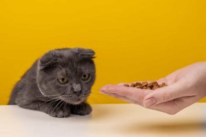 معرفی بهترین غذا برای گربه اسکاتیش + راهنمای خرید