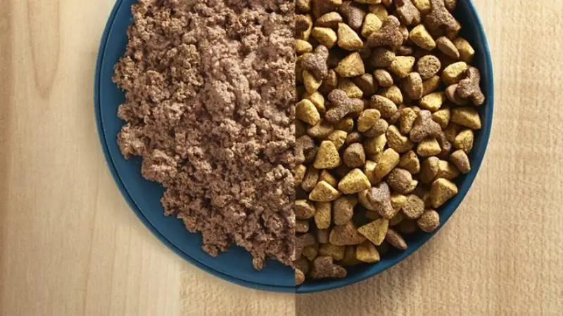 راهنمای خرید غذای تر(مرطوب) برای گربه راهنمای خرید غذای تر(مرطوب) برای گربه