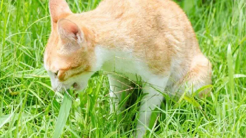 علف گربه به چه معنا است؟ گربه در میان علف