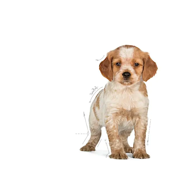 غذای خشک توله سگ رویال کنین مدیوم پاپی ROYAL CANIN MEDIUM PUPPY 4KG - Image 3
