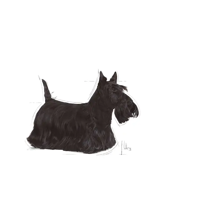 غذای خشک سگ رویال کنین مینی درماکامفورت ROYAL CANIN MINI DERMACOMFORT 3KG - Image 3