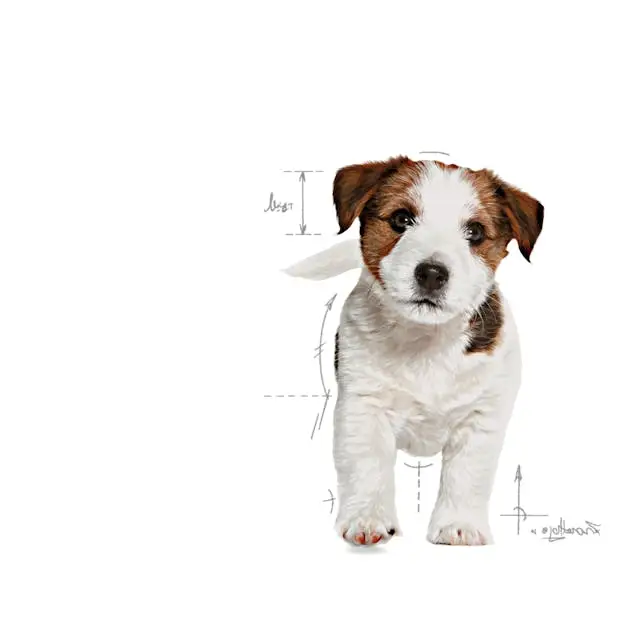 غذای خشک توله سگ رویال کنین مینی پاپی ROYAL CANIN MINI PUPPY 2KG - Image 3